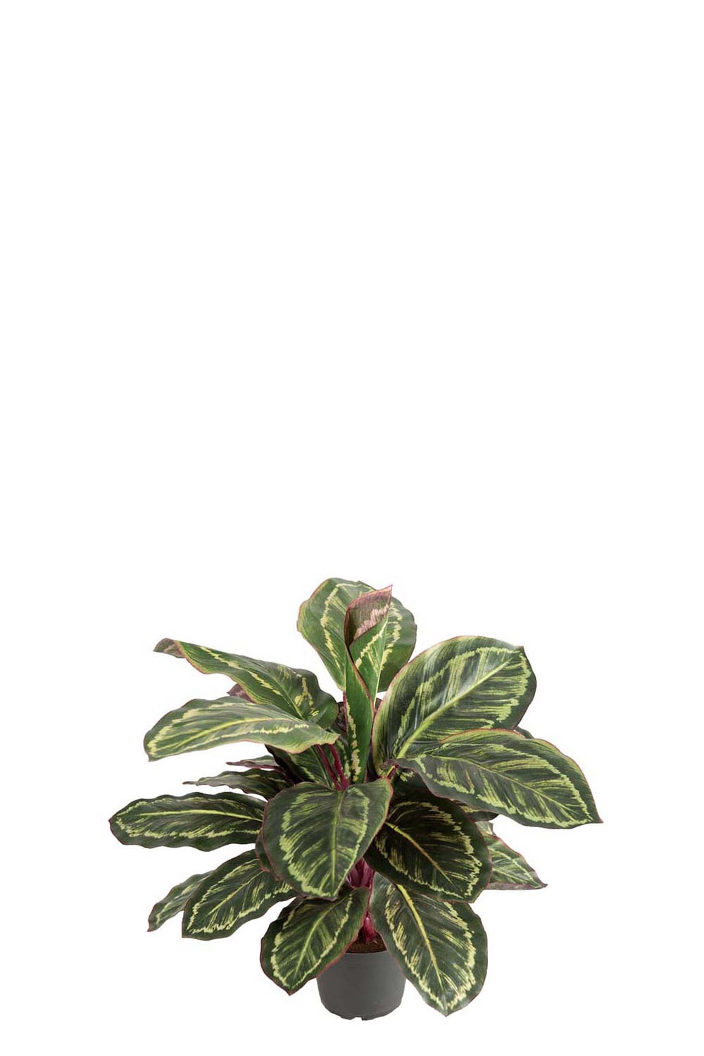 Kunstig grønn Maranta 60 cm