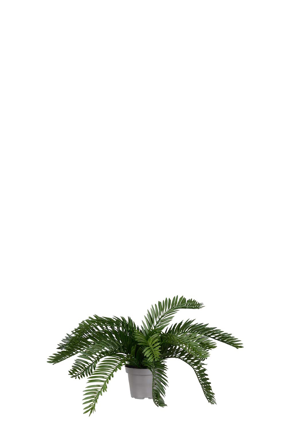 Kunstig grønn Cycas 20 cm
