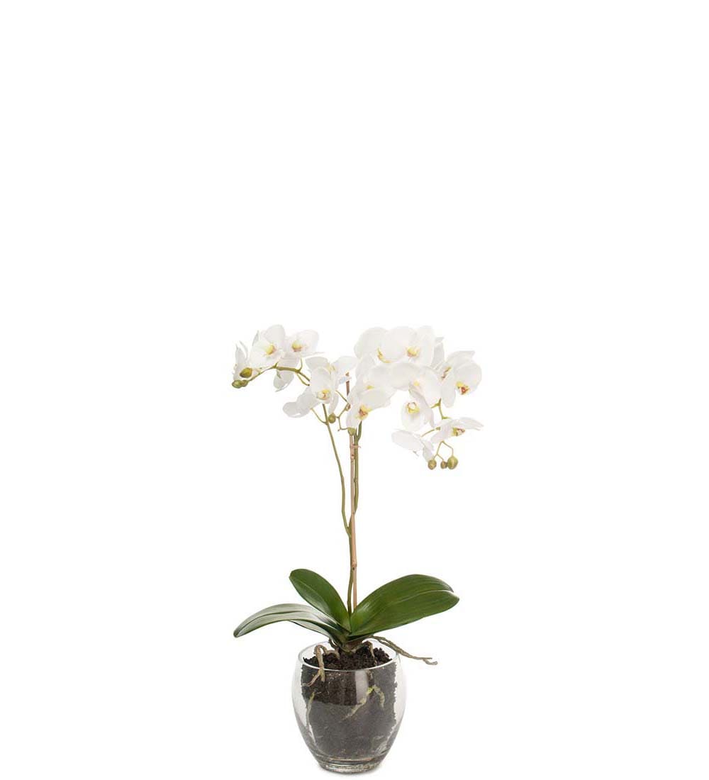 Phalaenopsis