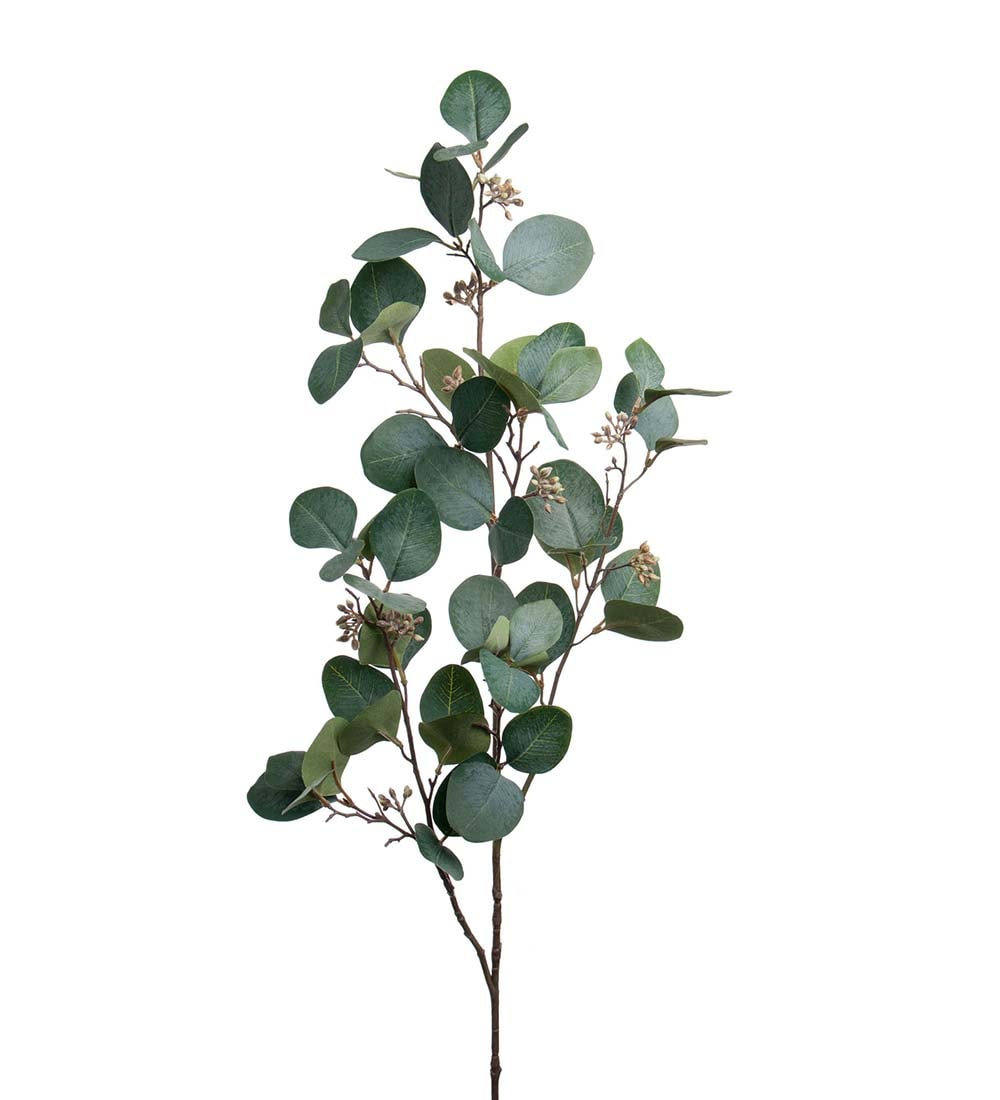 Eucalyptus med bær
