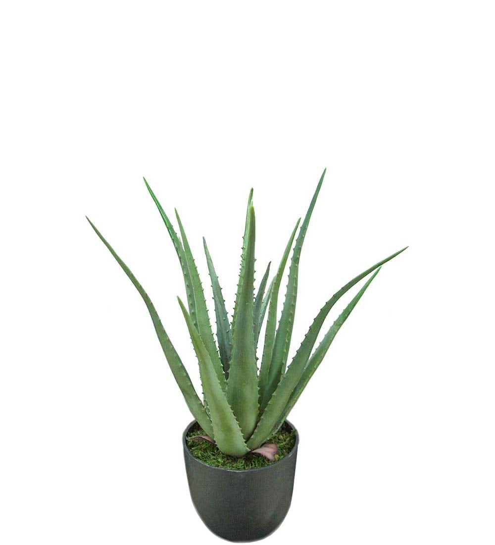 Aloe
