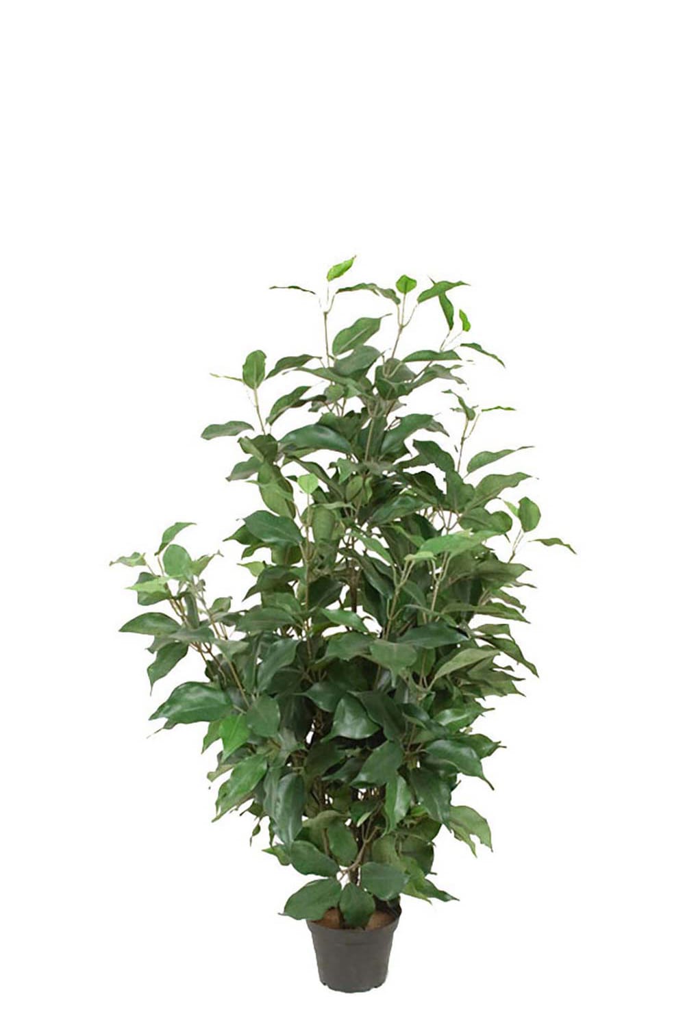 Kunstig grønn Benjaminfiken 80 cm