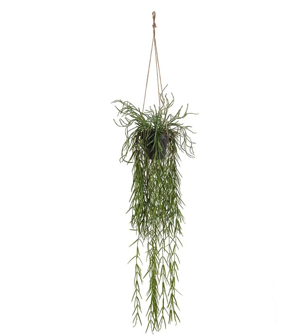 Rhipsalis