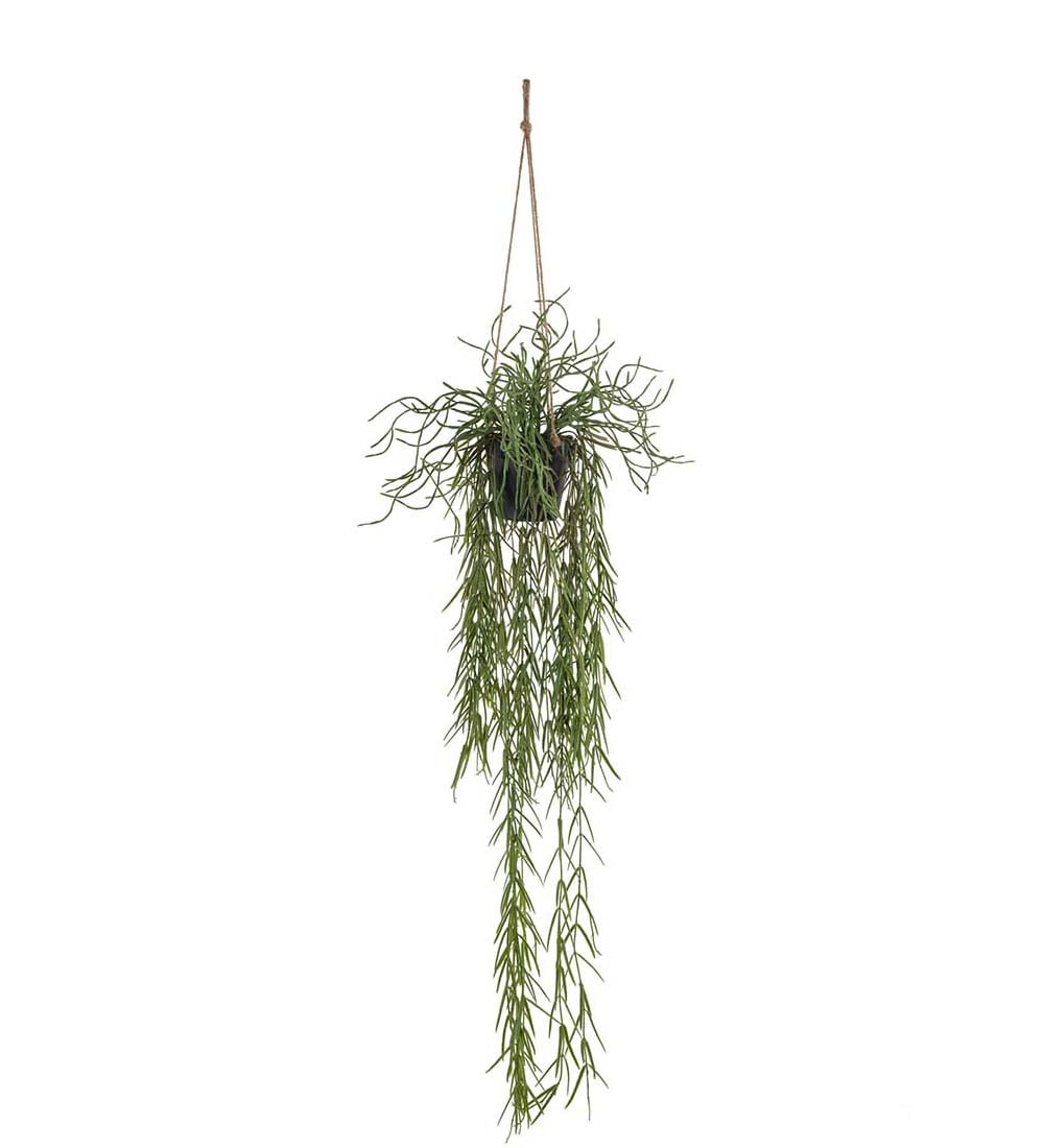 Rhipsalis