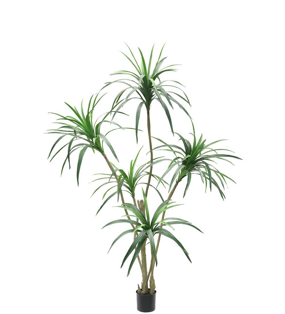 Dracena
