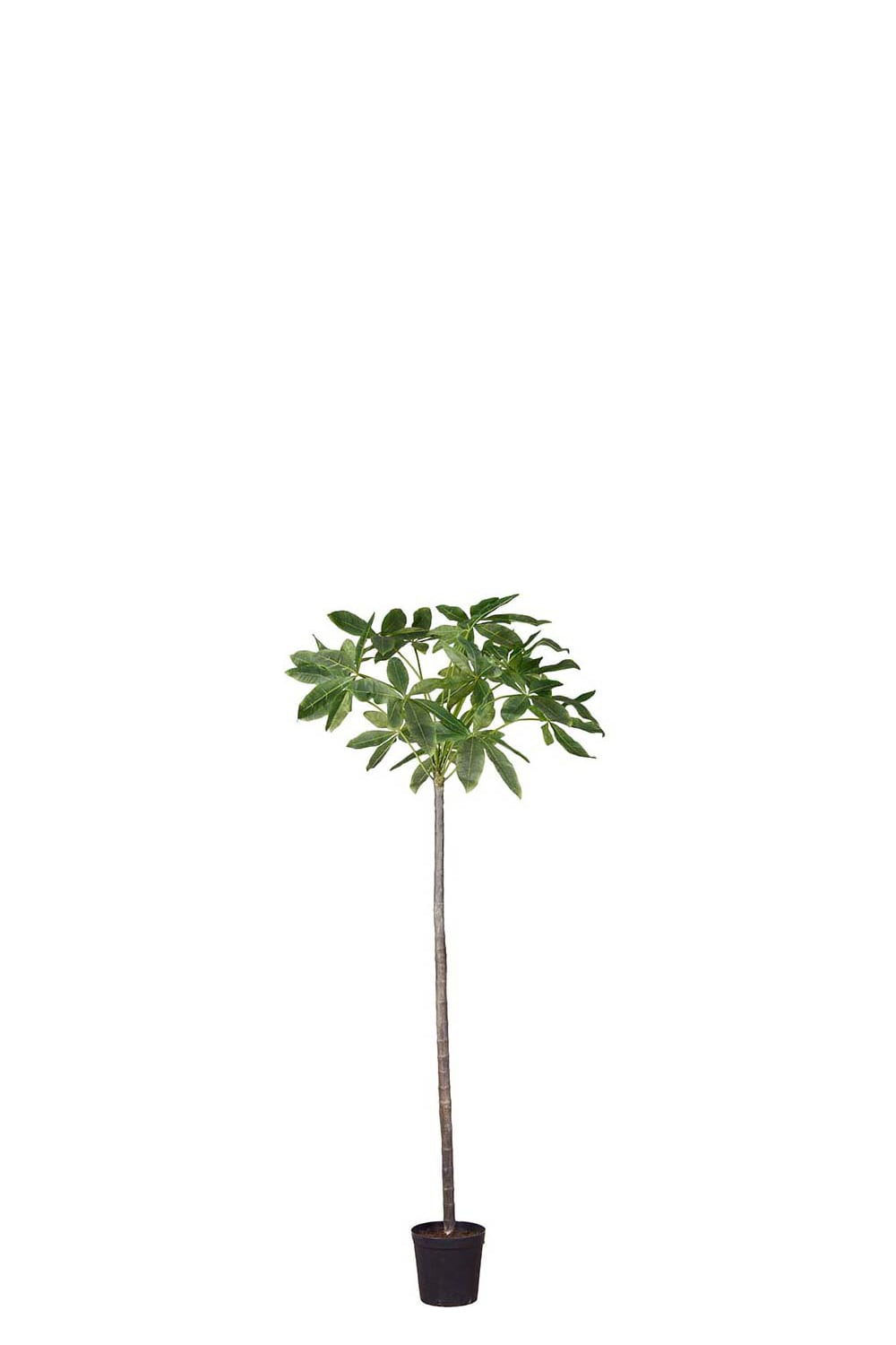 Kunstig grønn Pachira-tre i potte 240 cm