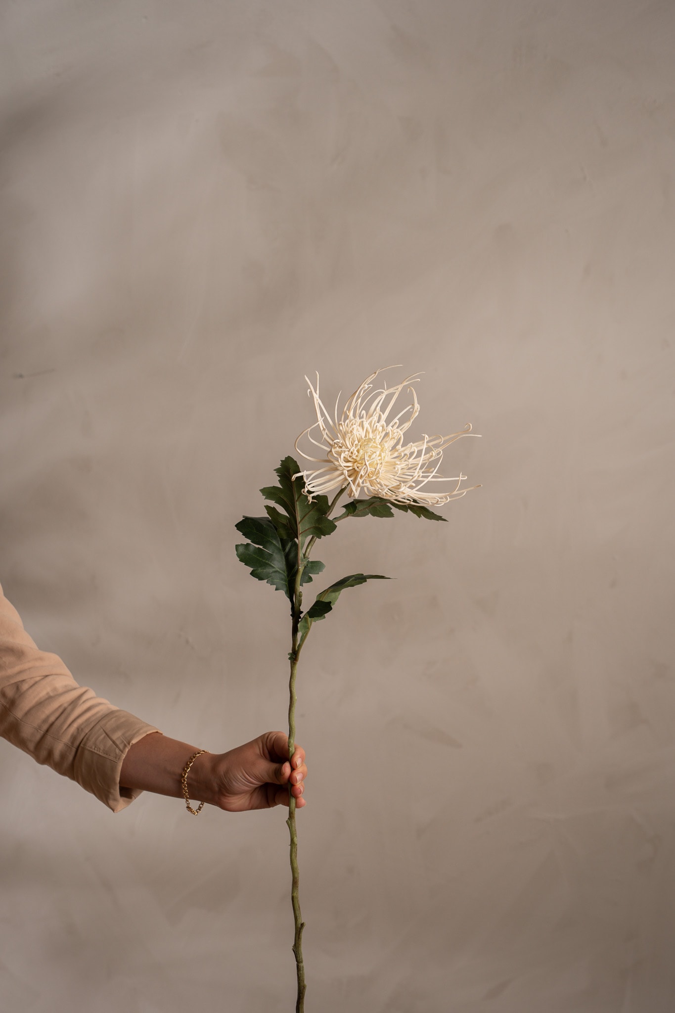 Edderkoppkrysantemum