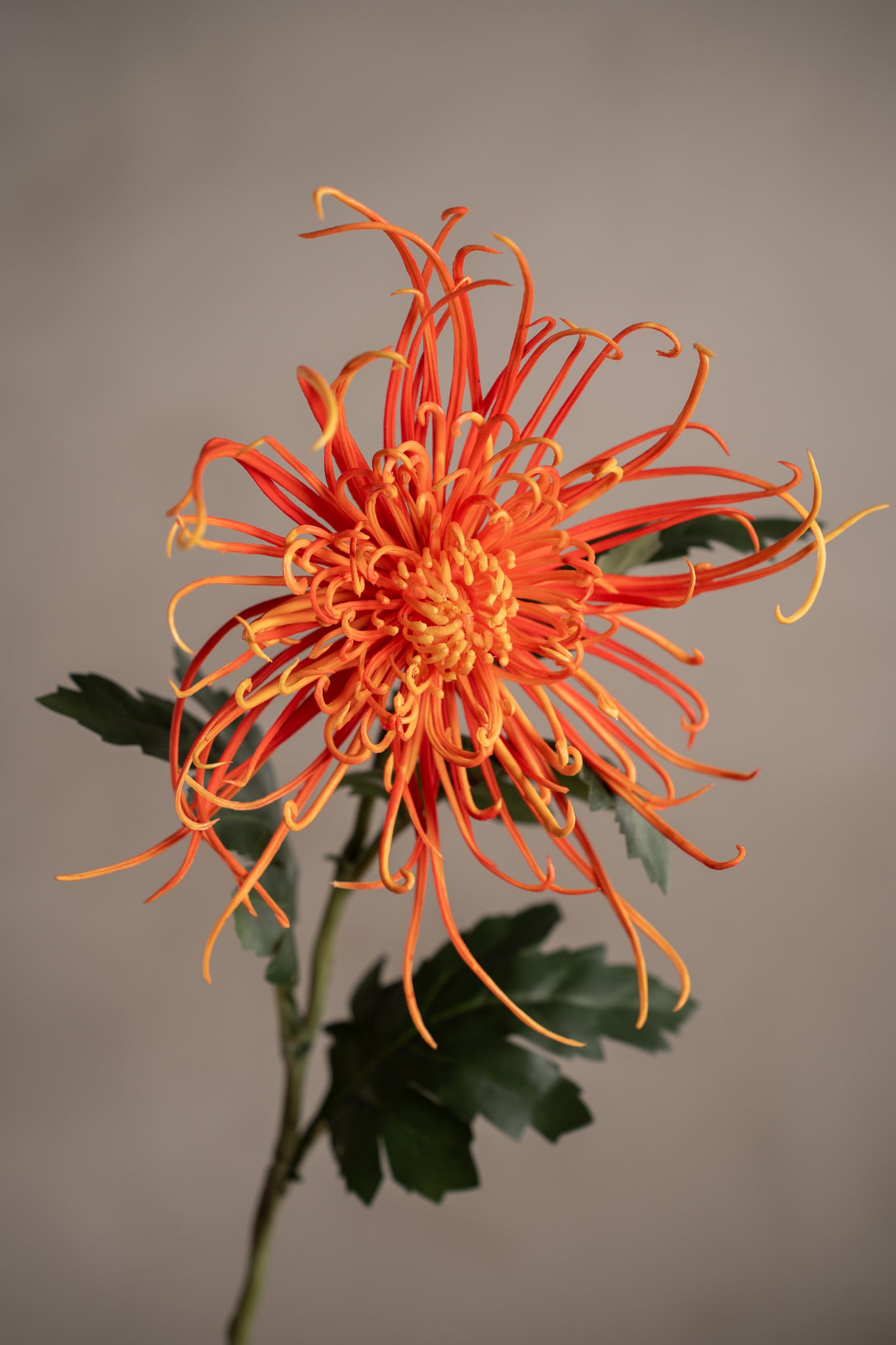 Edderkoppkrysantemum