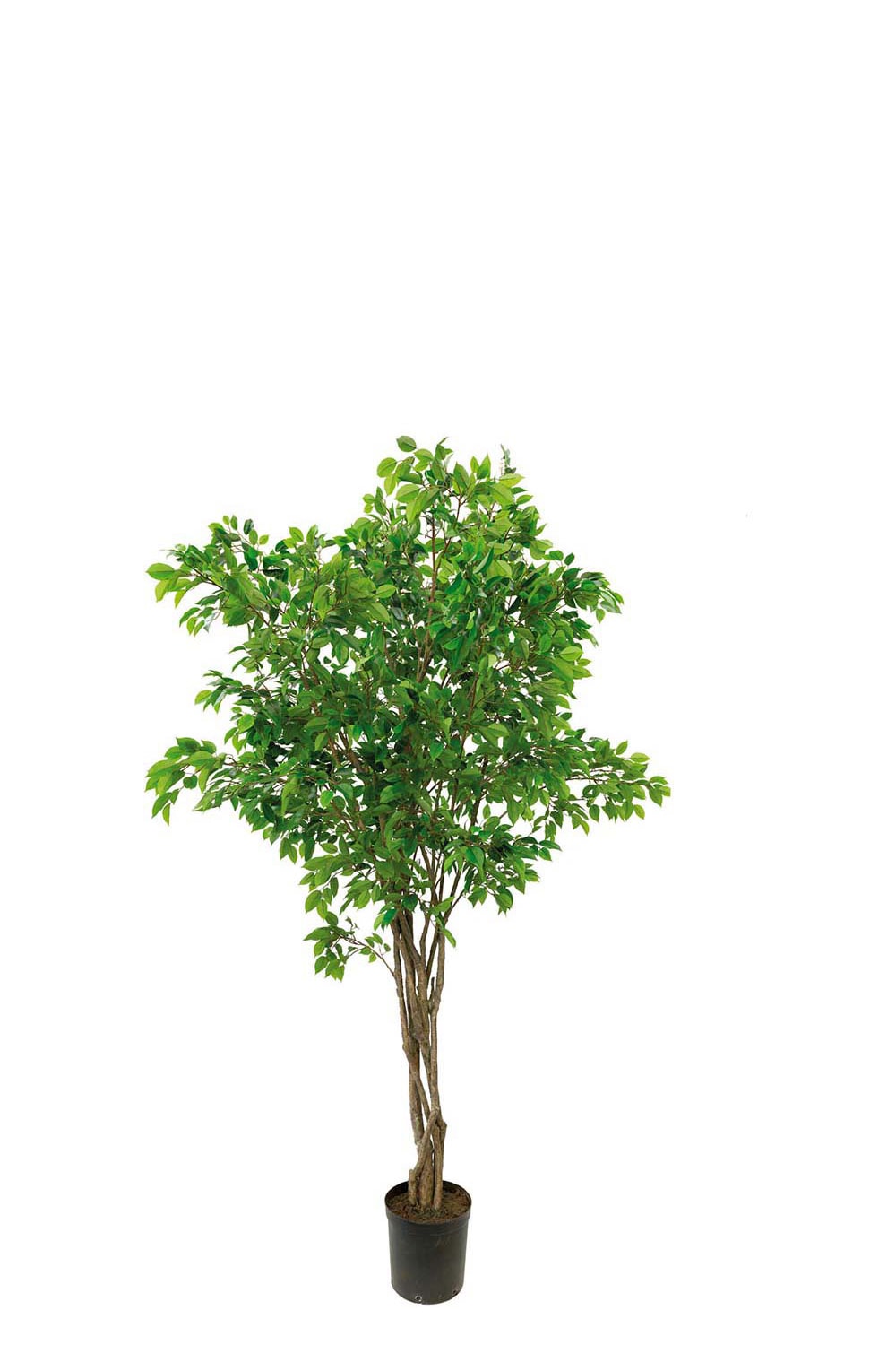 Kunstig grønn benjaminfiken 300 cm