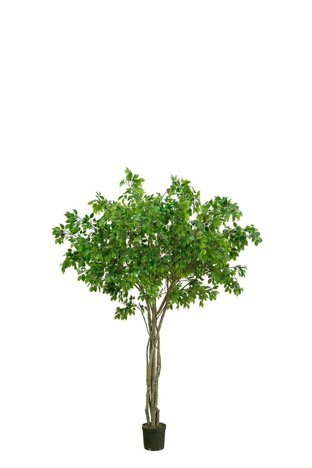Kunstig grønn benjaminfiken 330 cm