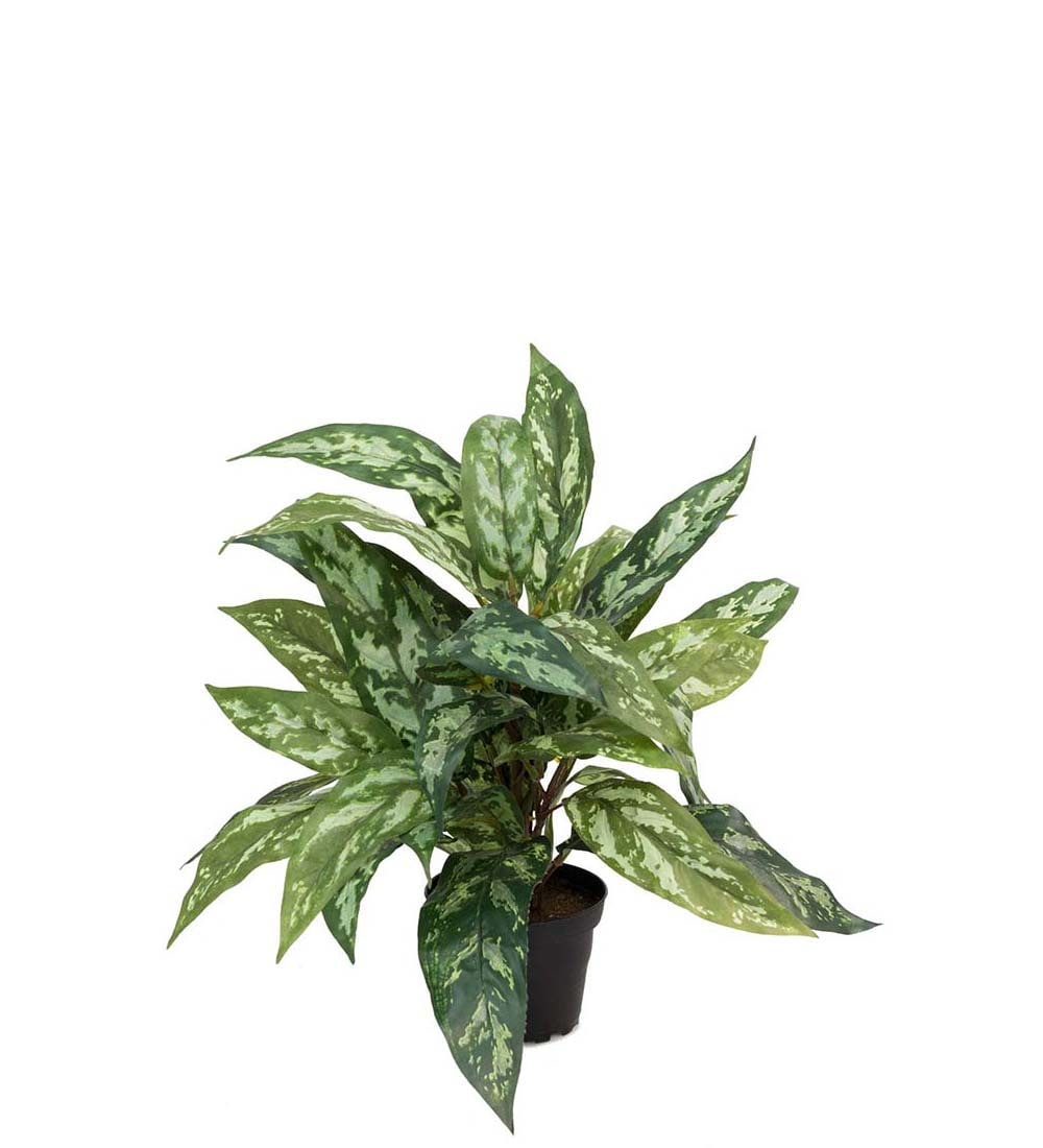 Aglaonema