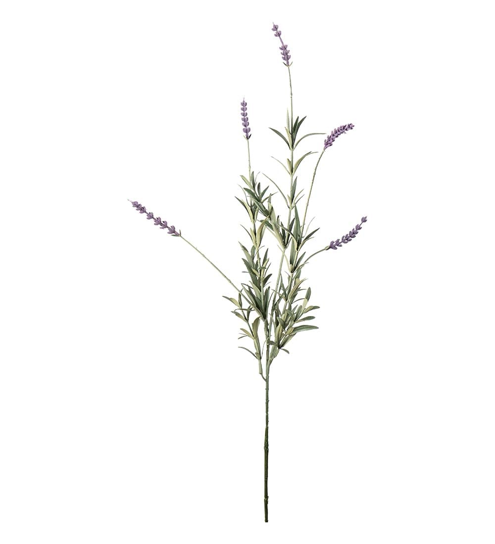 Lavendel