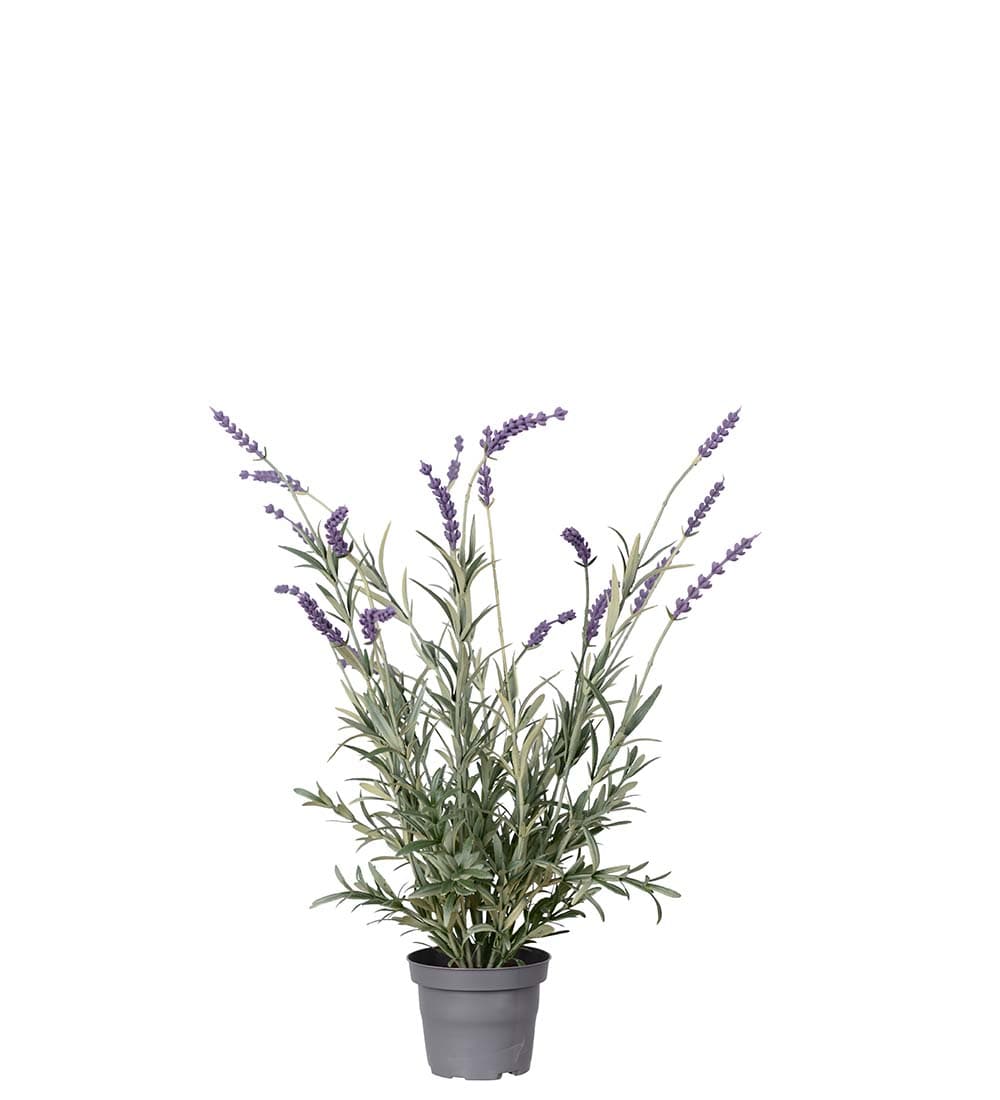 Lavendel