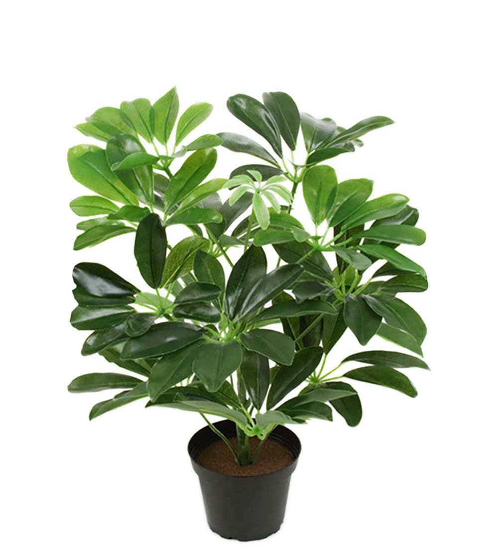 Schefflera