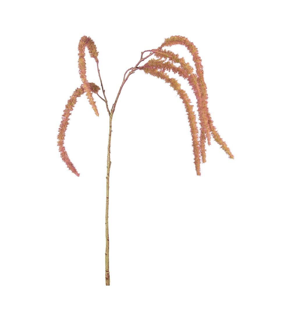 Amaranthus