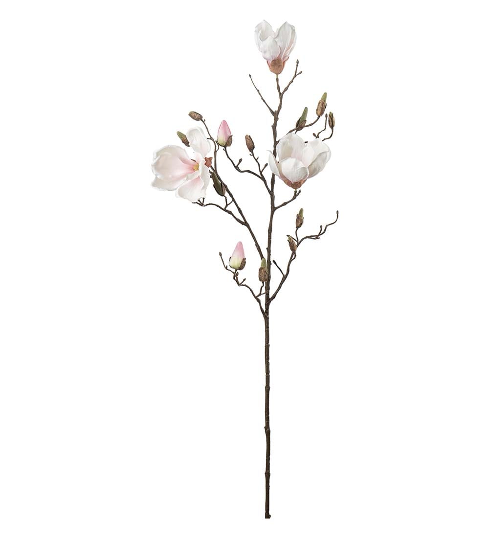 Magnolia