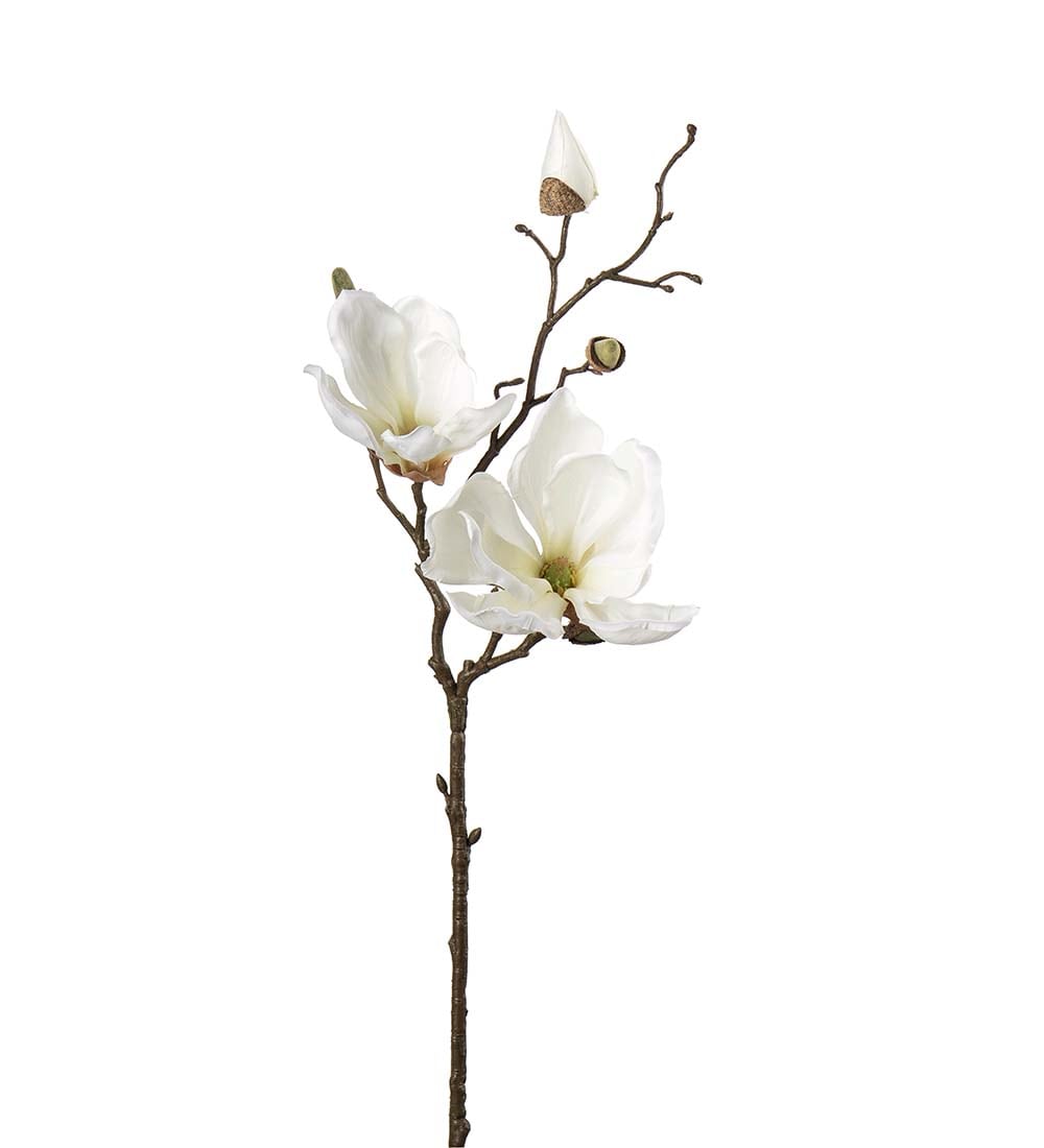 Magnolia