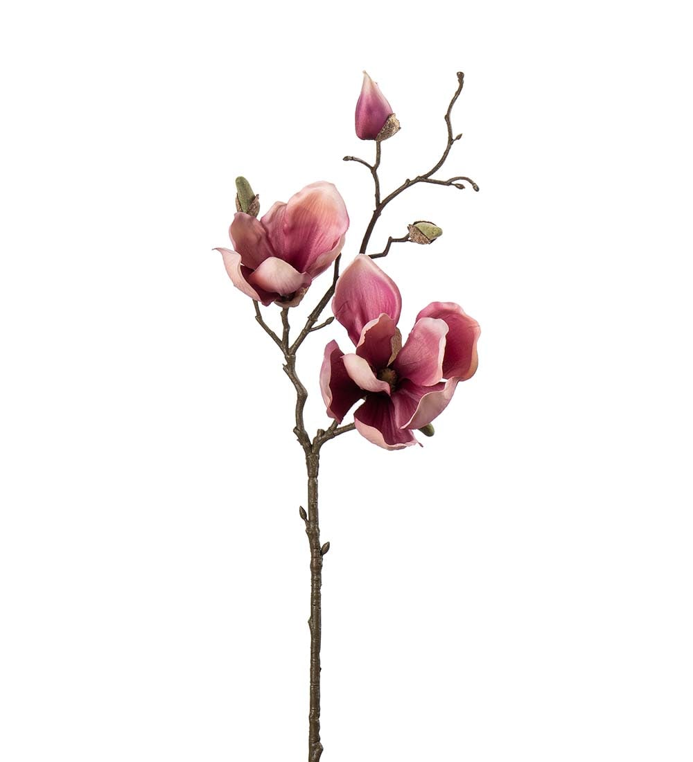 Magnolia