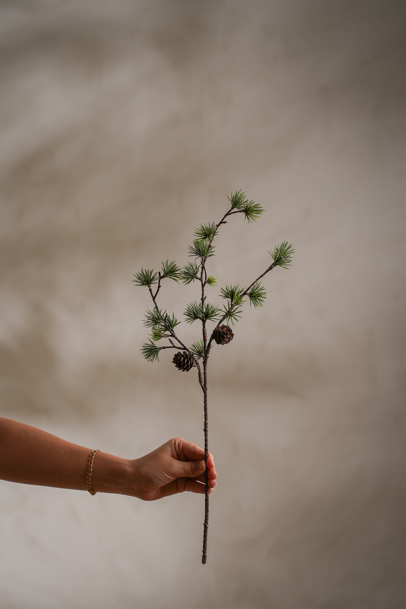 Furukvist med kongler