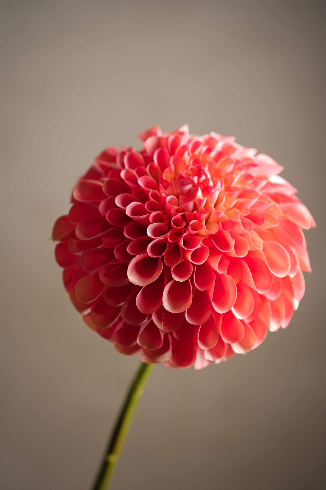 Kunstig ferskenfarget Dahlia 75 cm