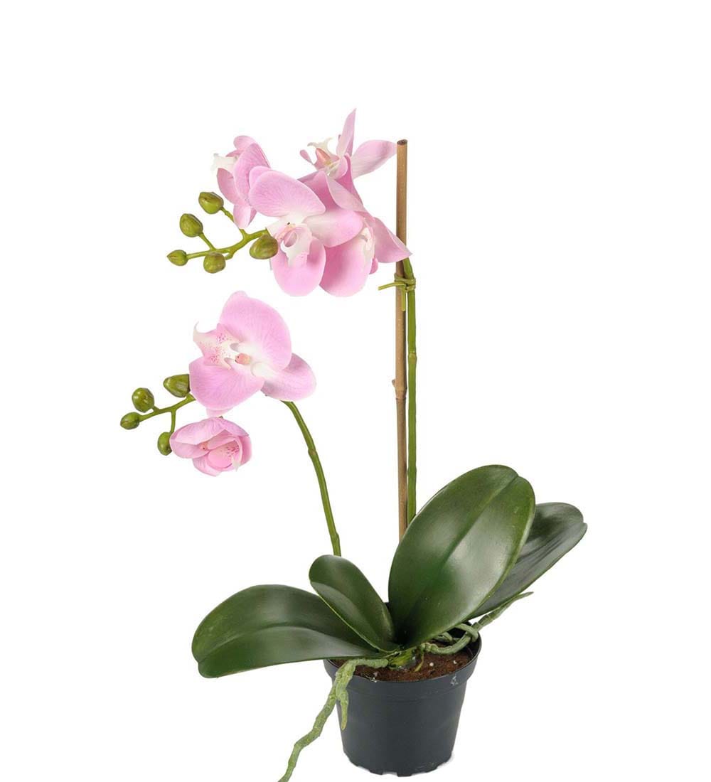 Phalaenopsis
