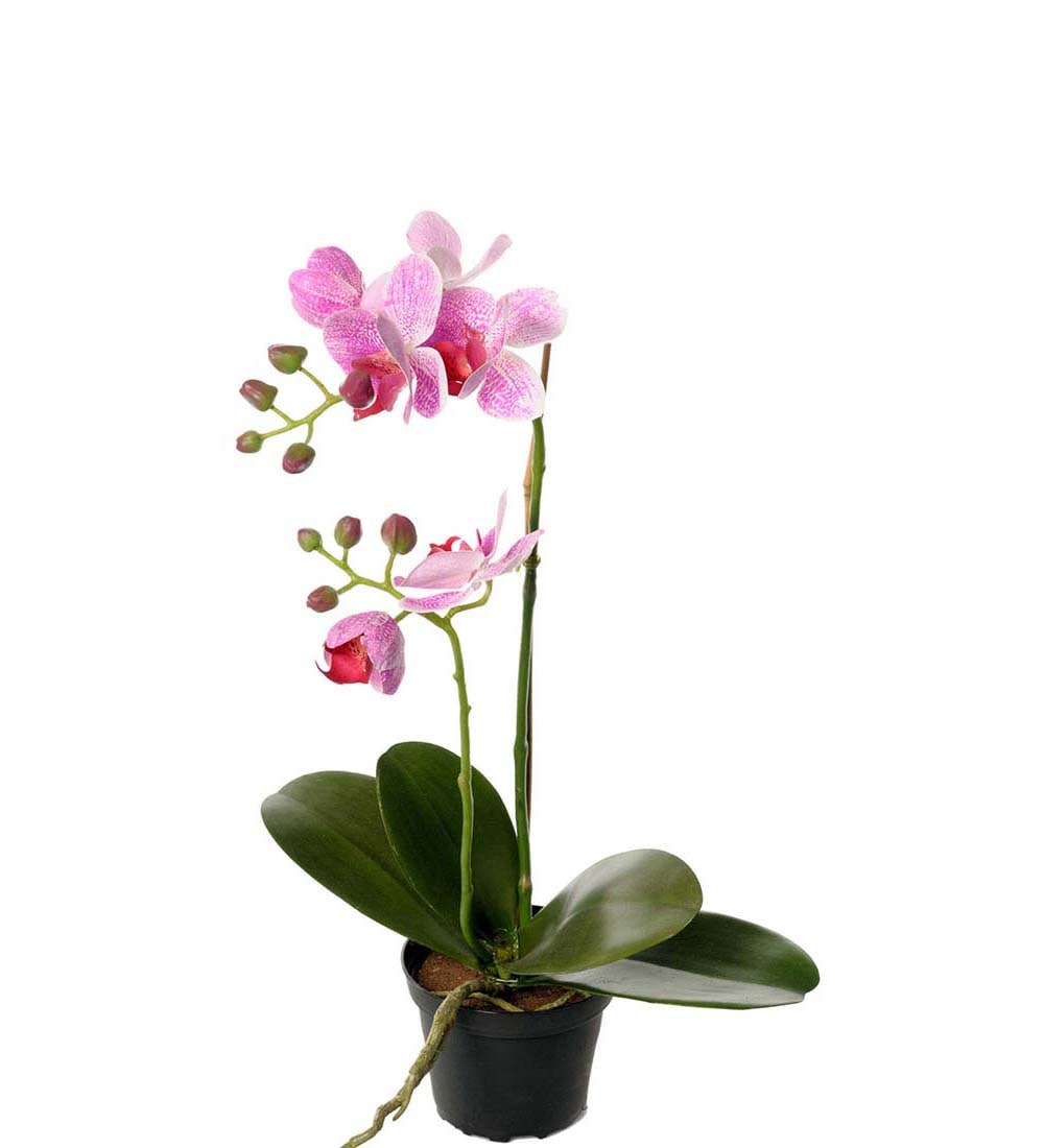 Phalaenopsis