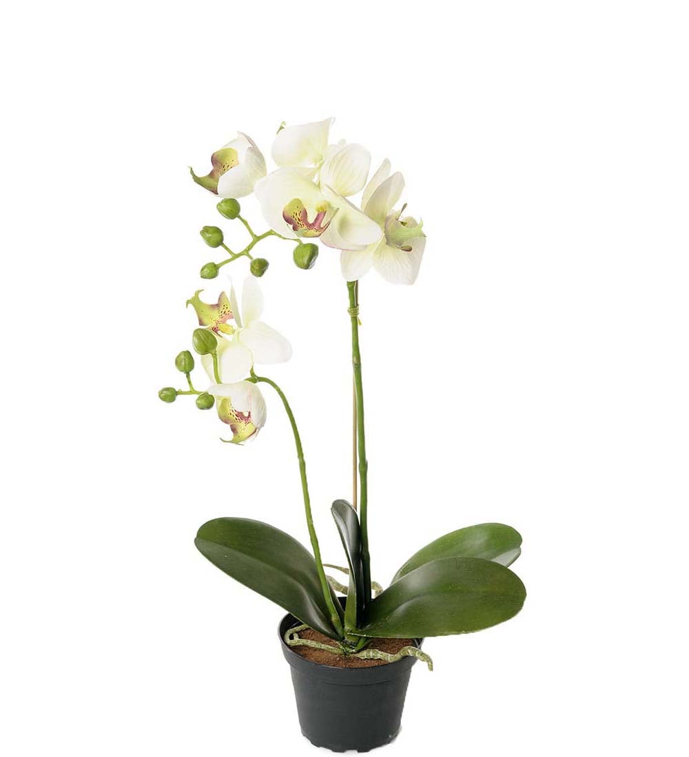 Phalaenopsis