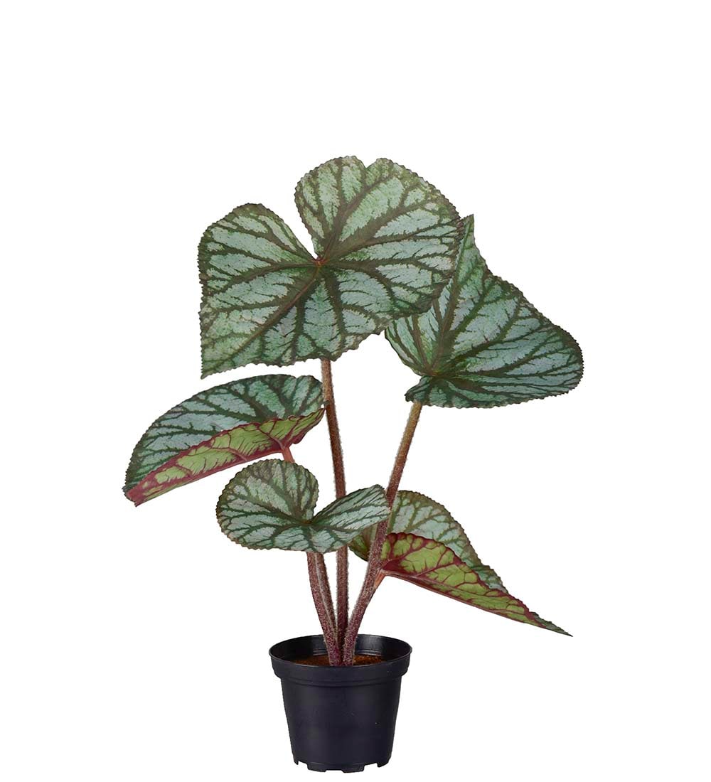 Rexbegonia