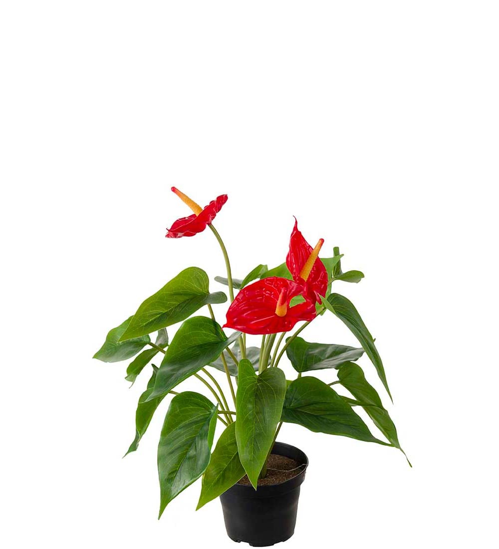 Anthurium