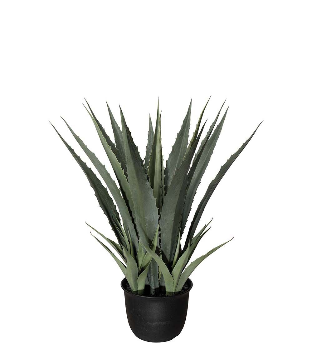 Agave