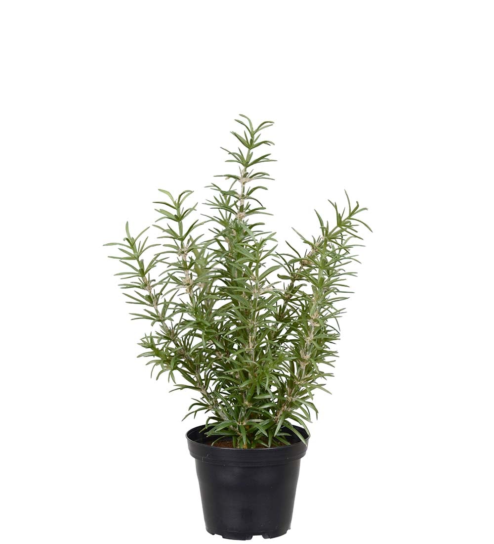 Kunstig grønn Rosmarin 27cm