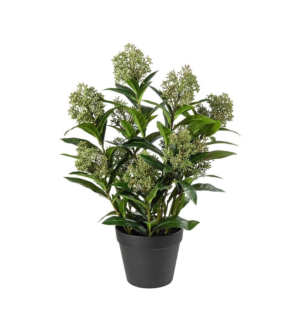 Kunstig grønn Skimmia 36cm