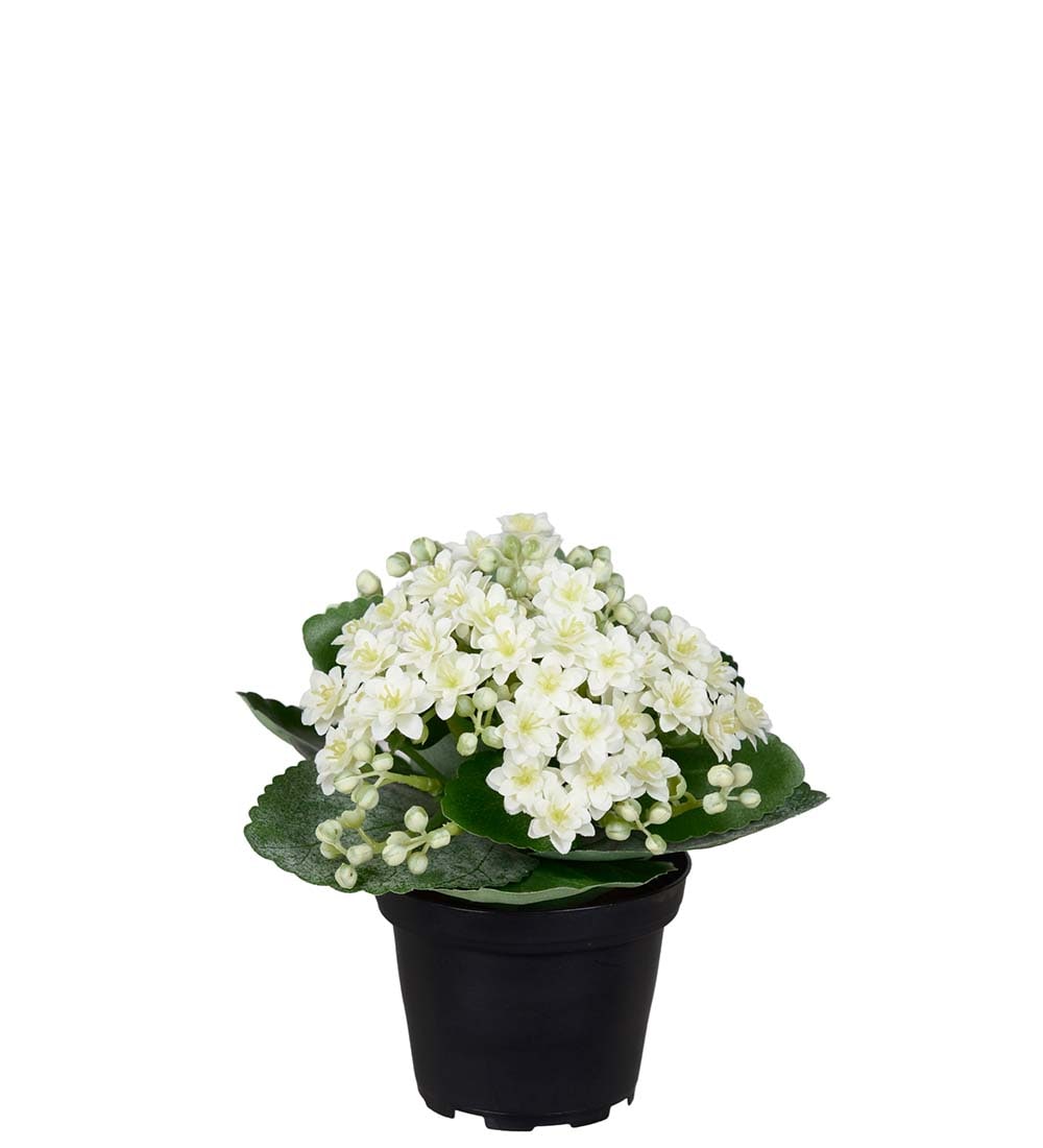 Kunstig hvit Kalanchoe 18cm
