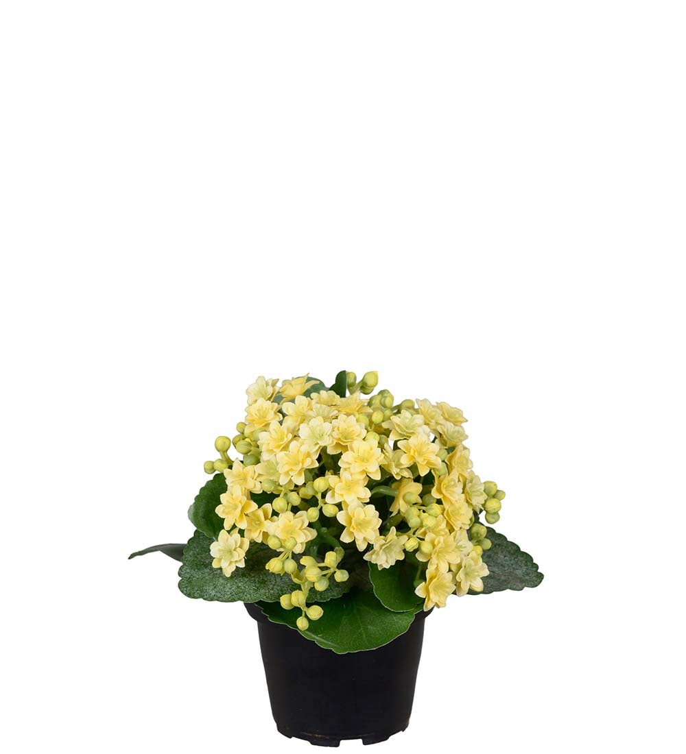 Kunstig gul Kalanchoe 18cm
