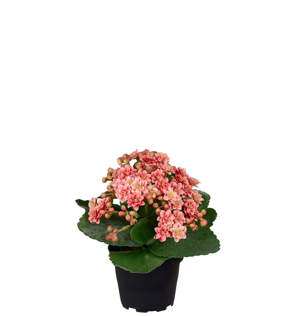 Kunstig rosa Kalanchoe 18cm
