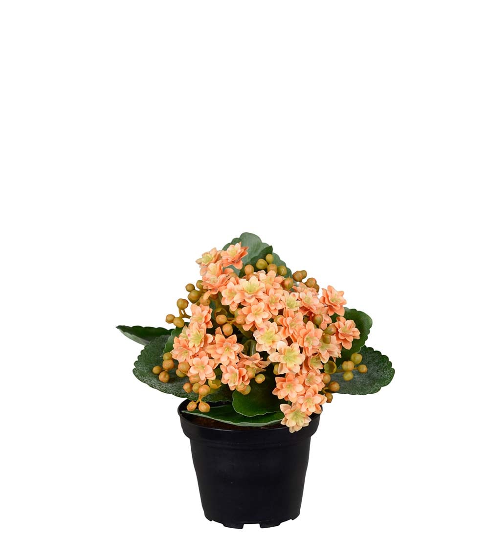 Kunstig fersken Kalanchoe 18cm