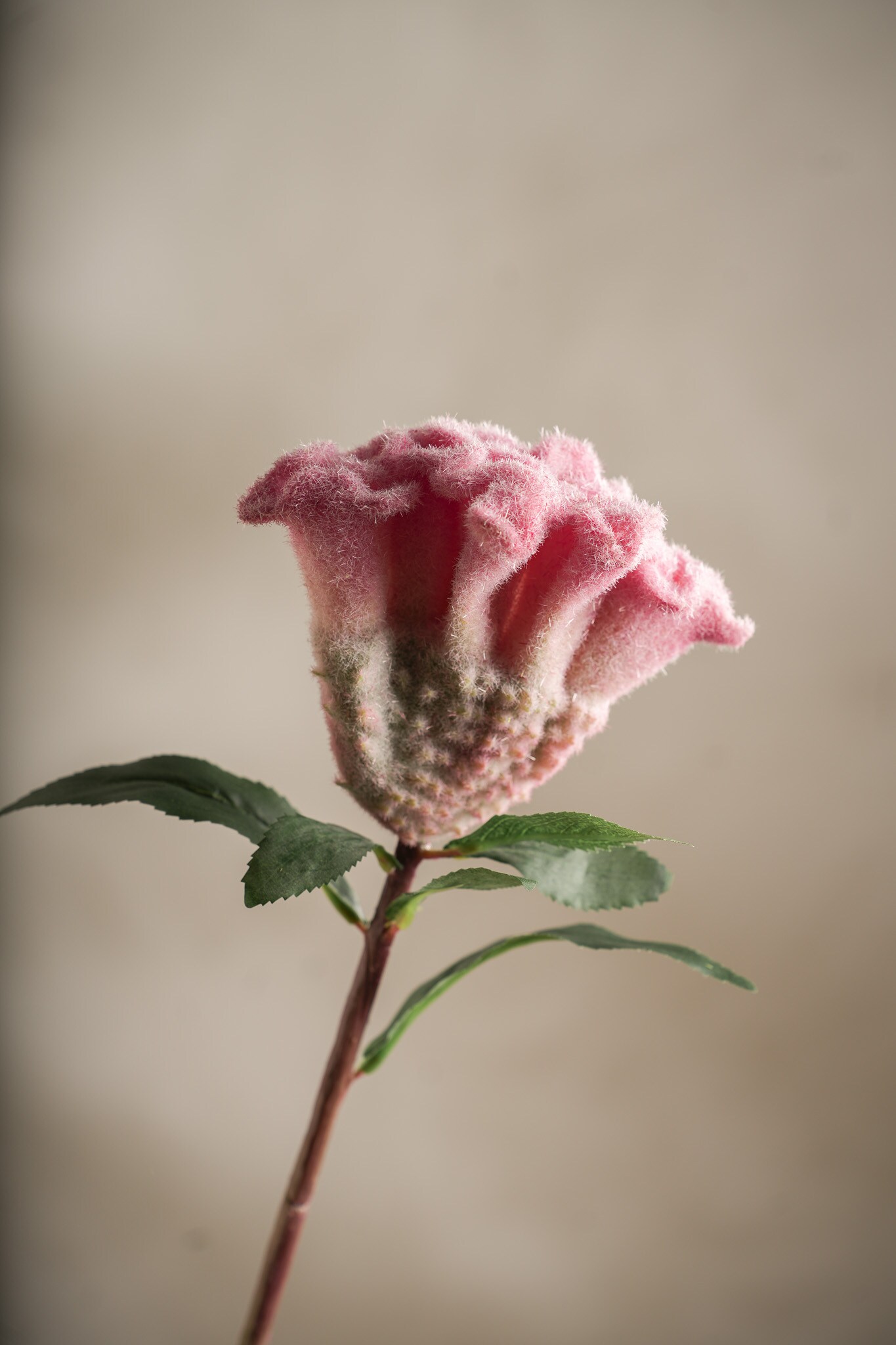 Kunstig rosa Celosia 67cm
