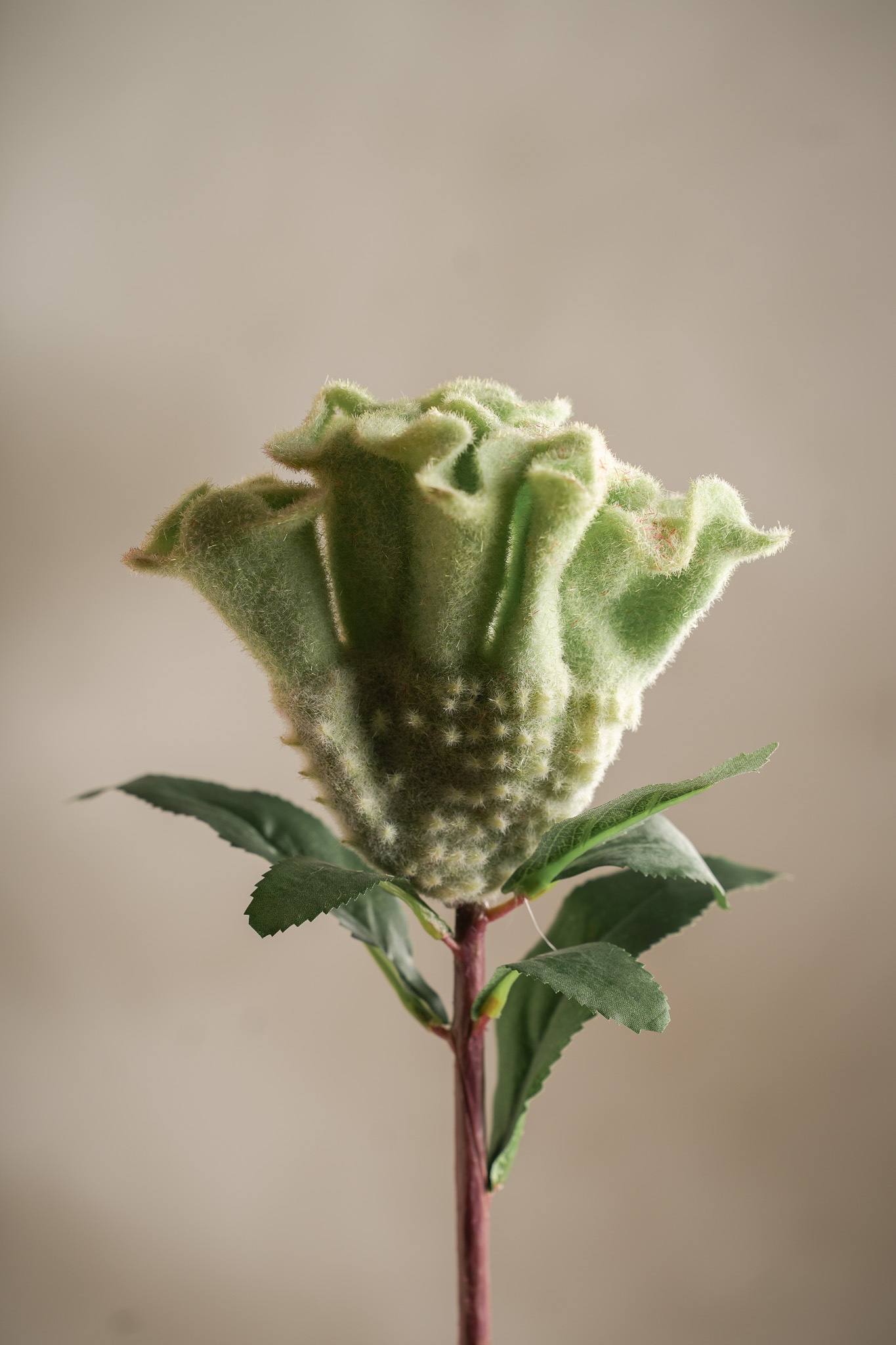 Kunstig grønn Celosia 67cm