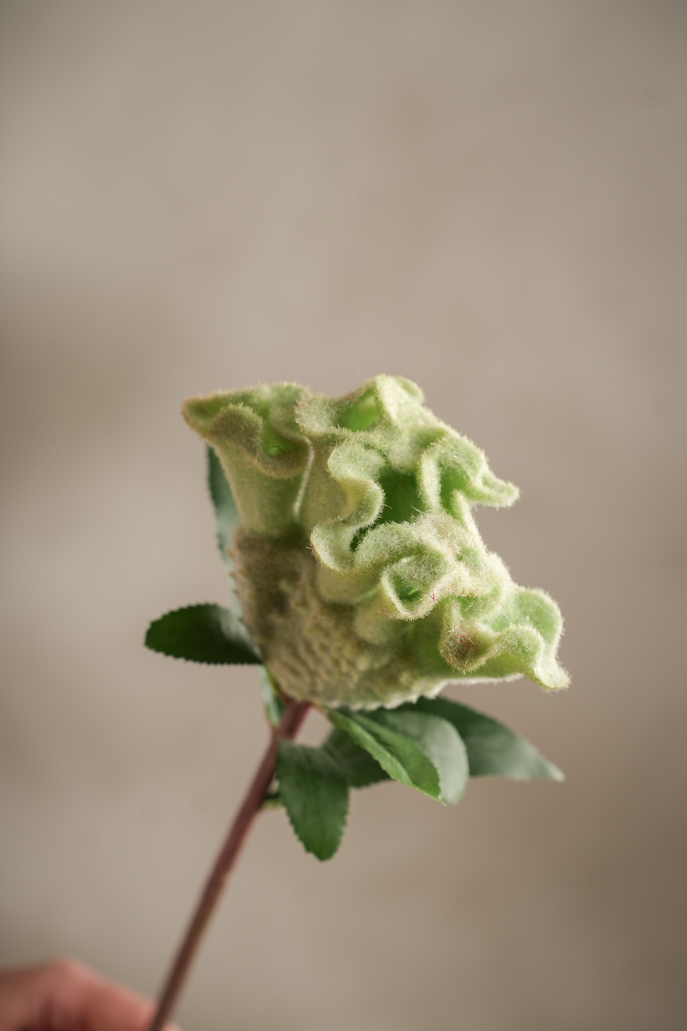 Kunstig grønn Celosia 67cm