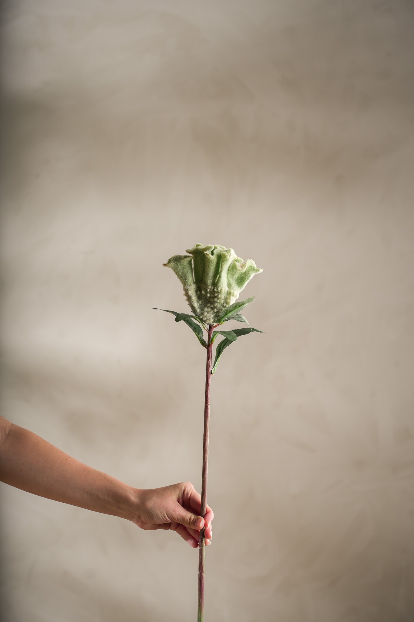 Kunstig grønn Celosia 67cm