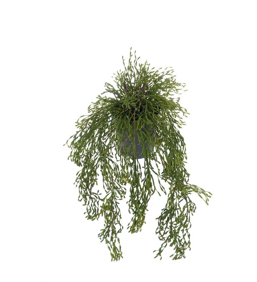 Rhipsalis