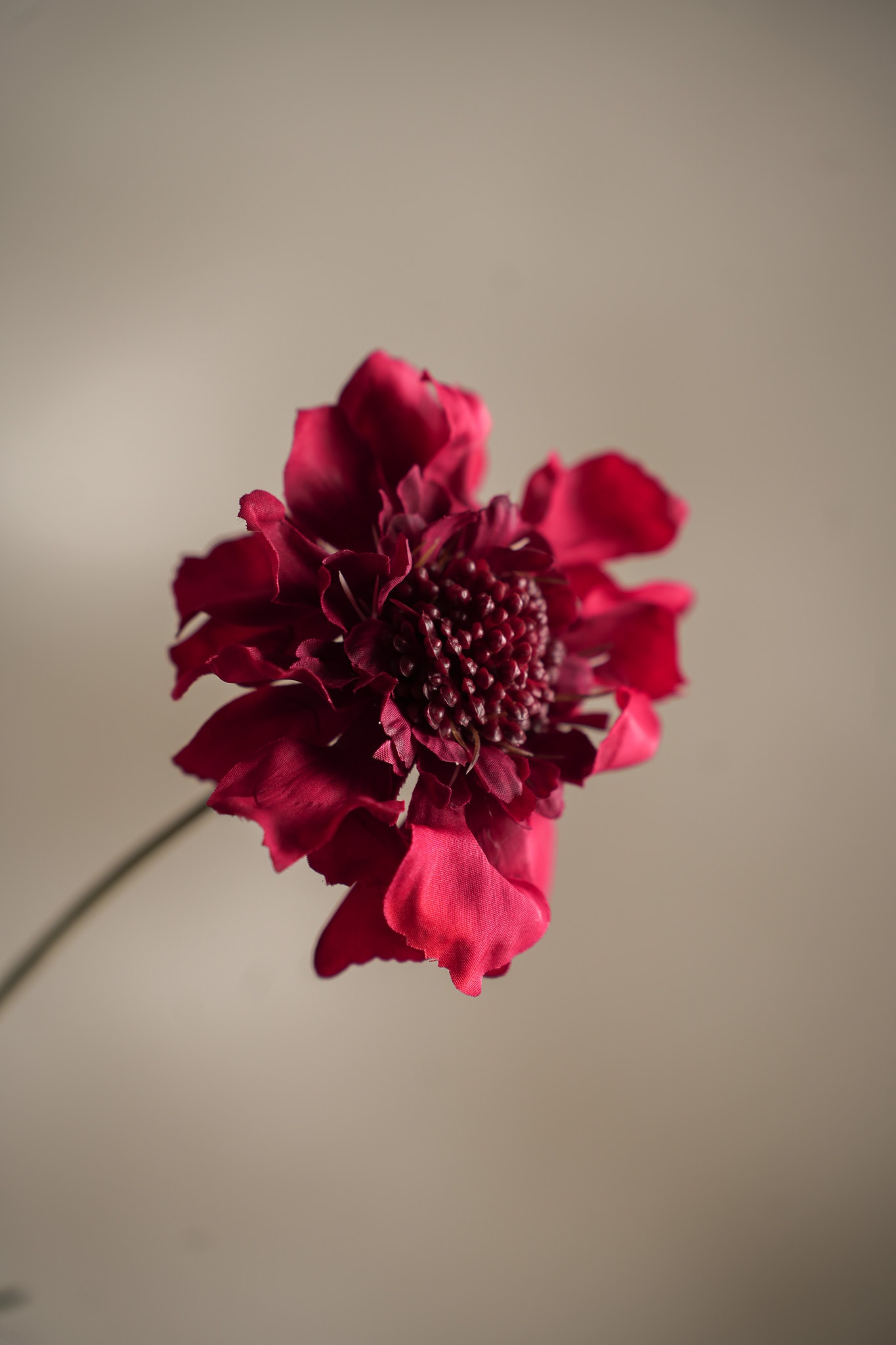 Kunstig rød Scabiosa 65cm