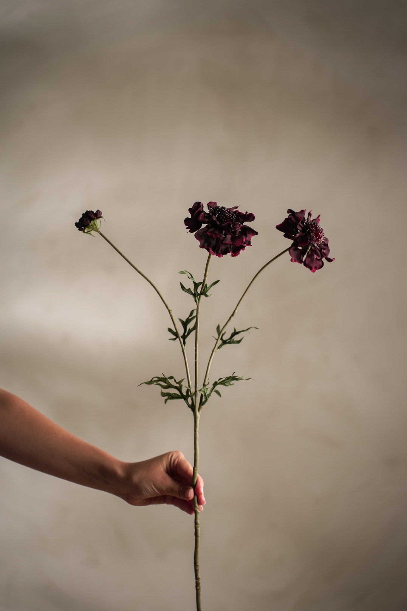 Kunstig burgunder Scabiosa 65cm