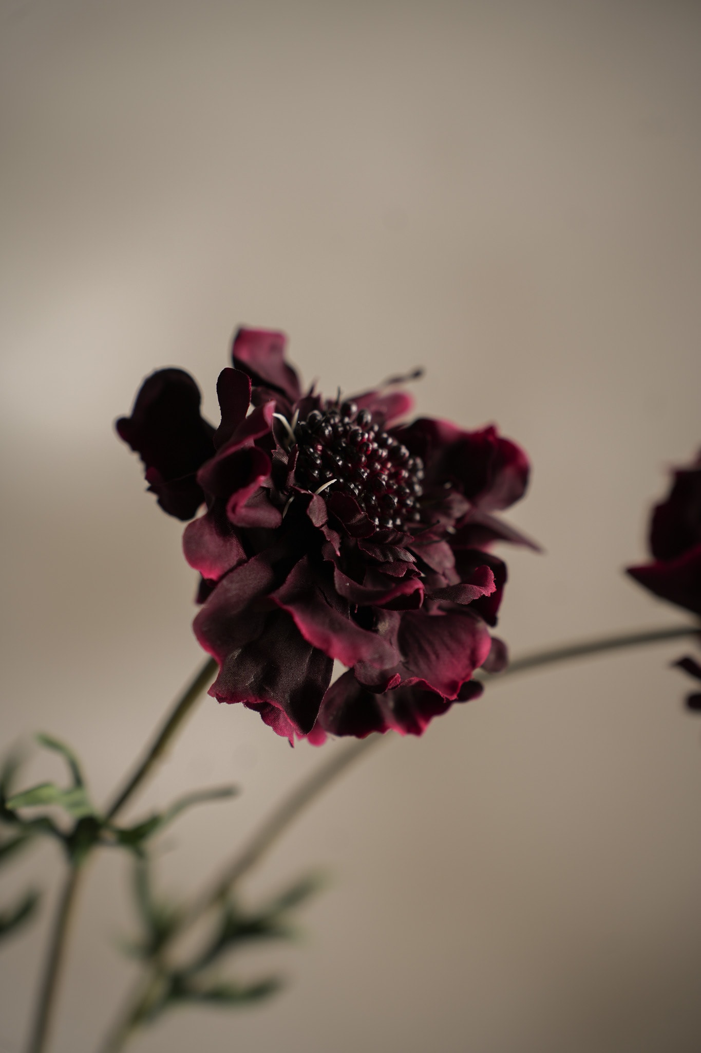 Kunstig burgunder Scabiosa 65cm