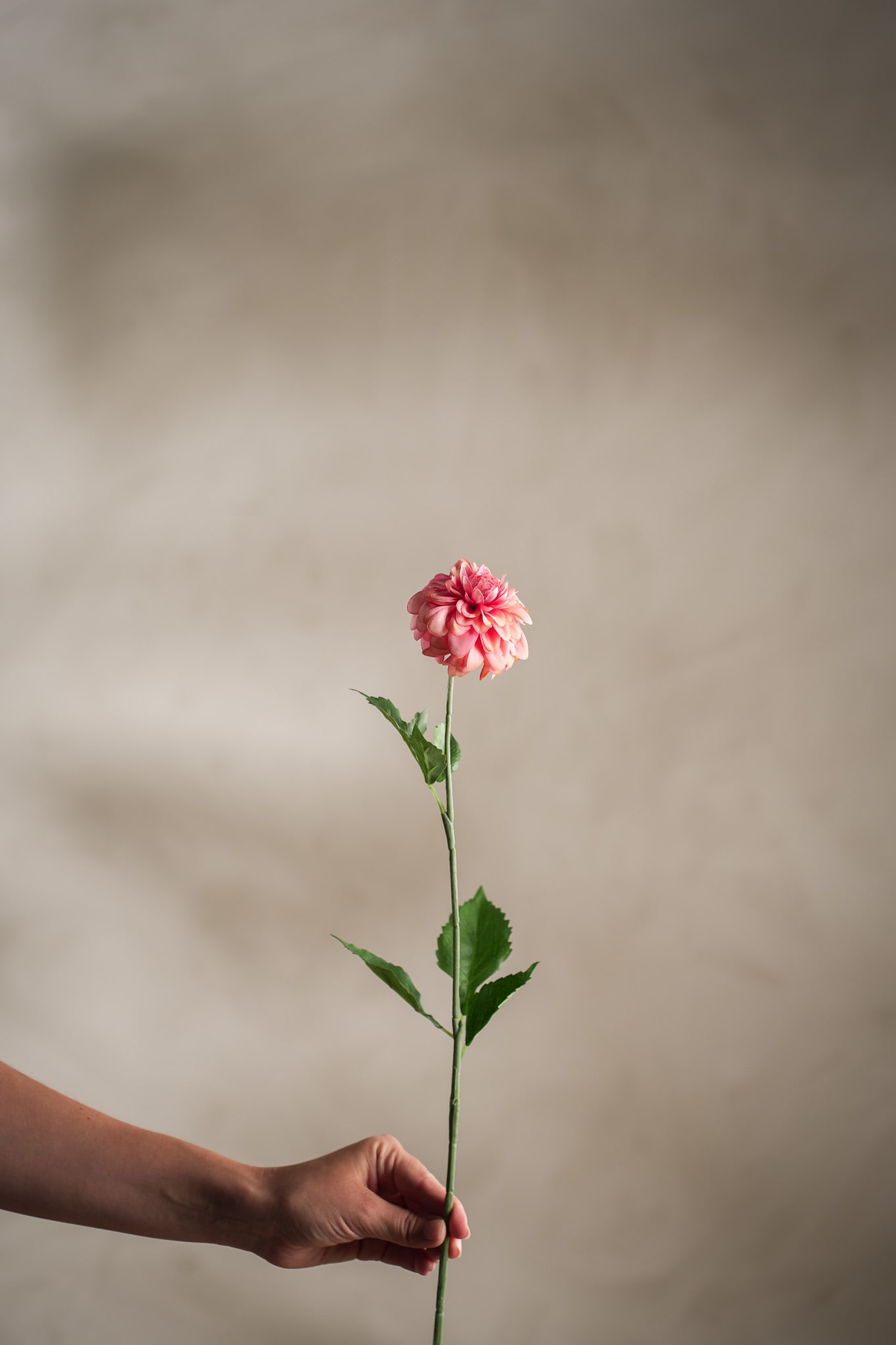 Kunstig rosa Dahlia 60cm