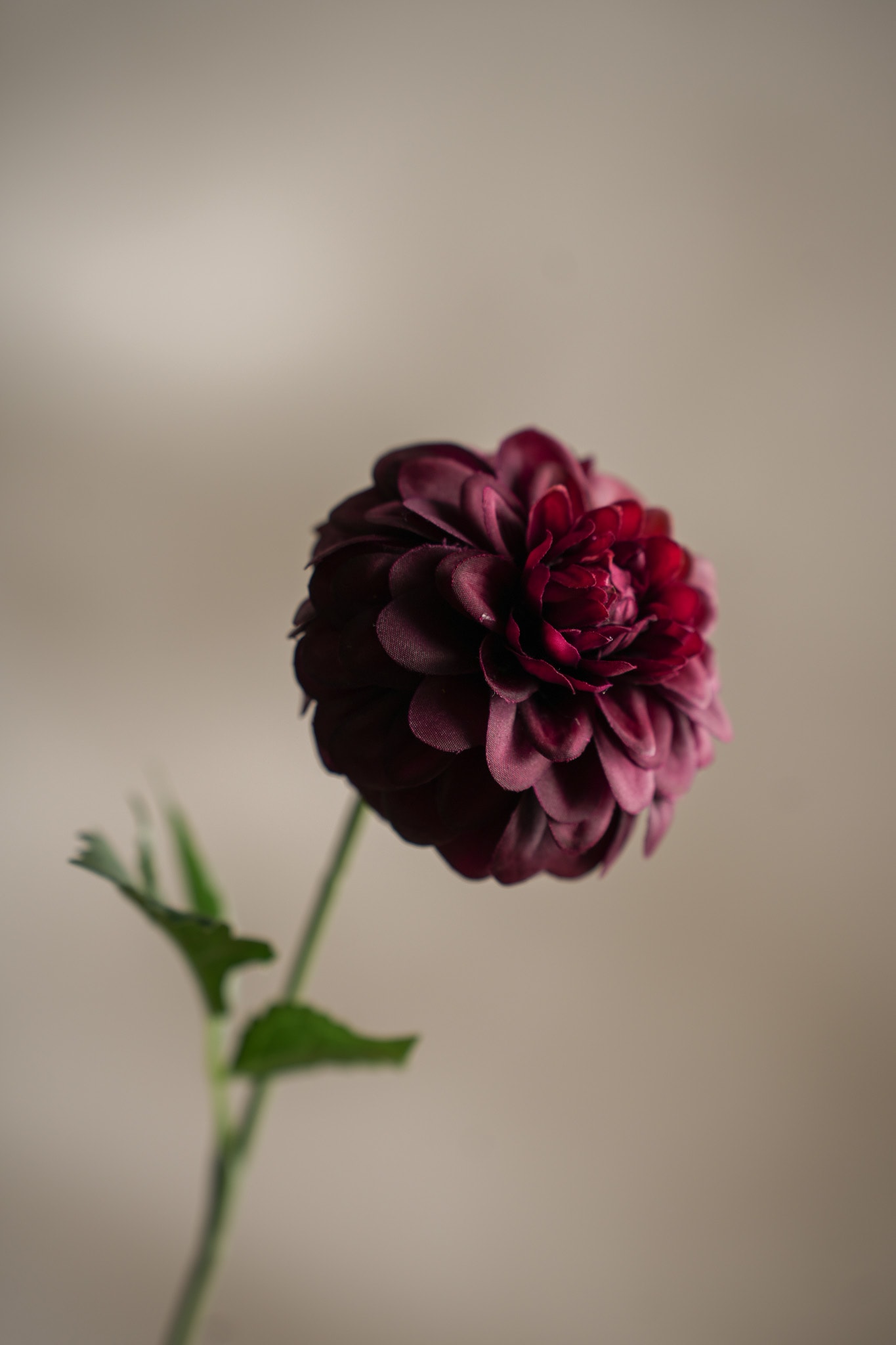 Kunstig burgunder Dahlia 60cm