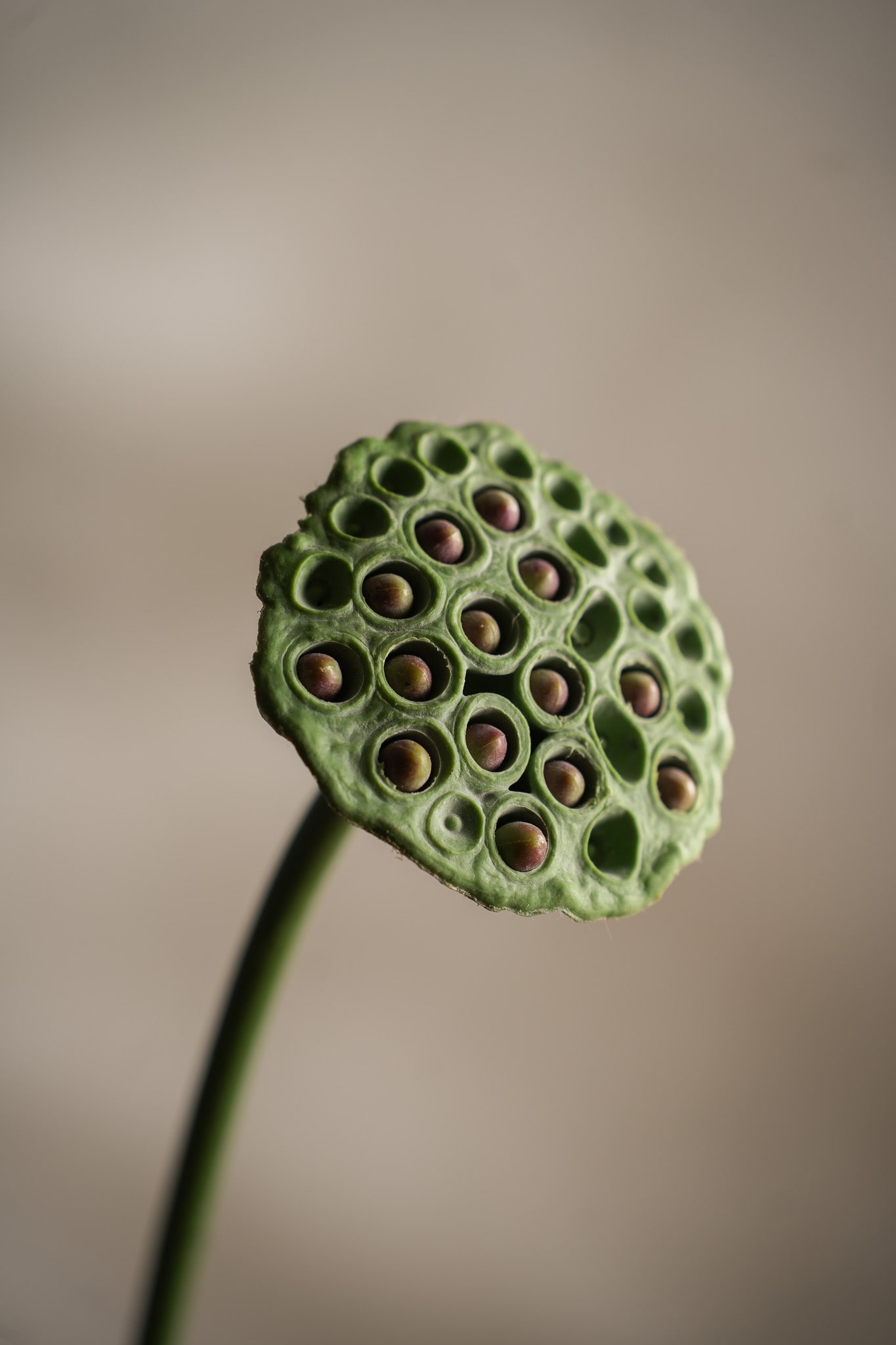 Kunstig grønn Lotus 60cm