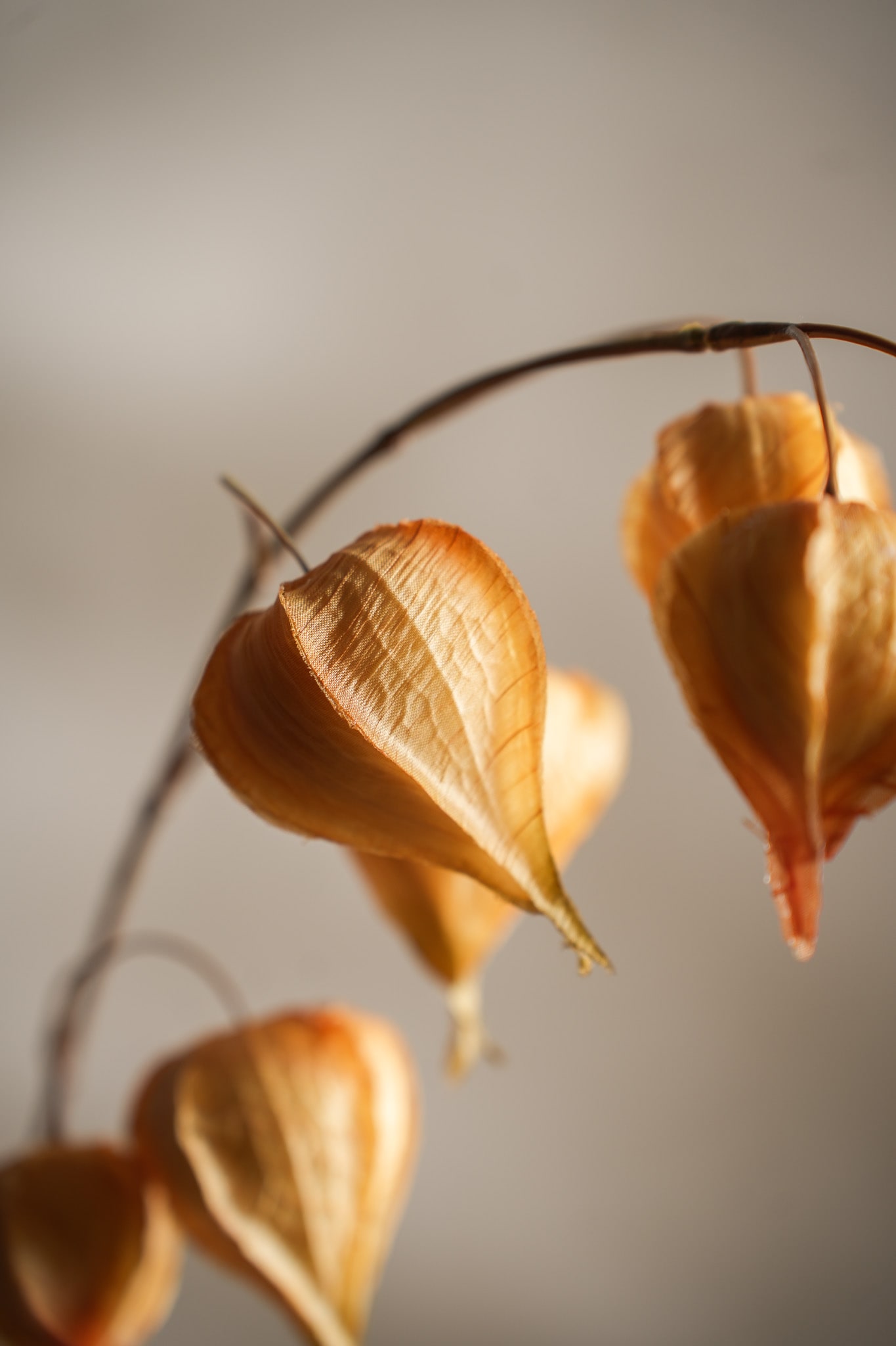 Kunstig gul Physalis 95cm