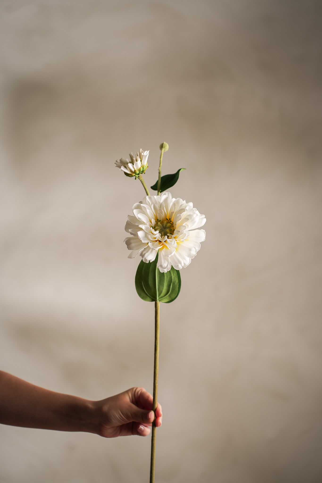 Kunstig krem Zinnia 63cm