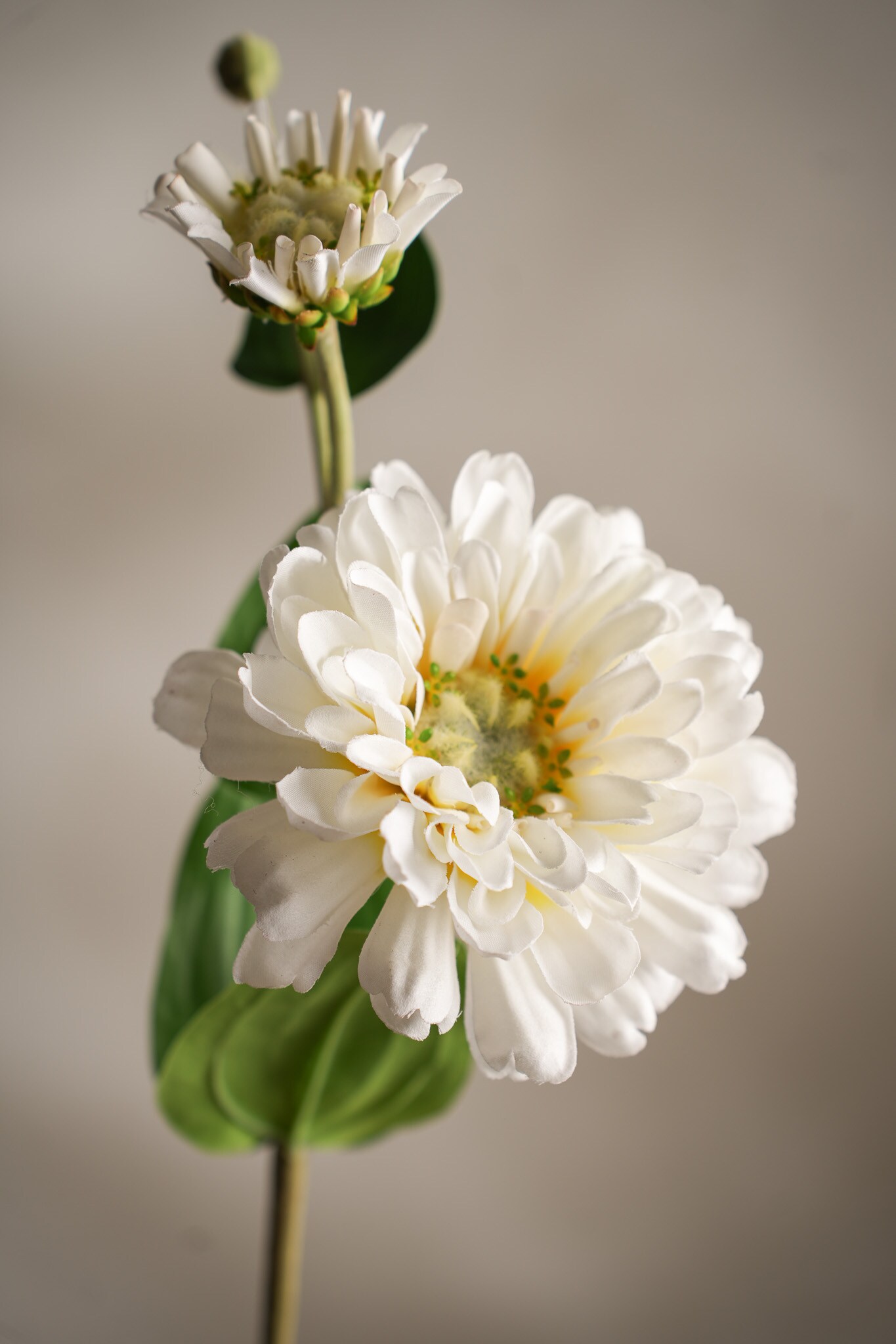 Kunstig krem Zinnia 63cm